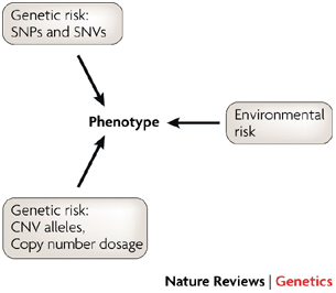 A conceptual diagram shows how phenotype is influenced by environmental and genetic risks. The word phenotype is shown in the center of the diagram. Three rectangles surrounding the diagram's center are labeled to represent different sources of risk. Arrows point from each rectangle to the phenotype. The rectangles are labeled: genetic risk (SNPs and SNVs); genetic risk (CNV alleles, copy number dosage); and environmental risk.